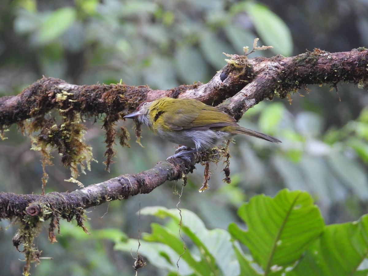 Black-billed Peppershrike - Francisco Sornoza