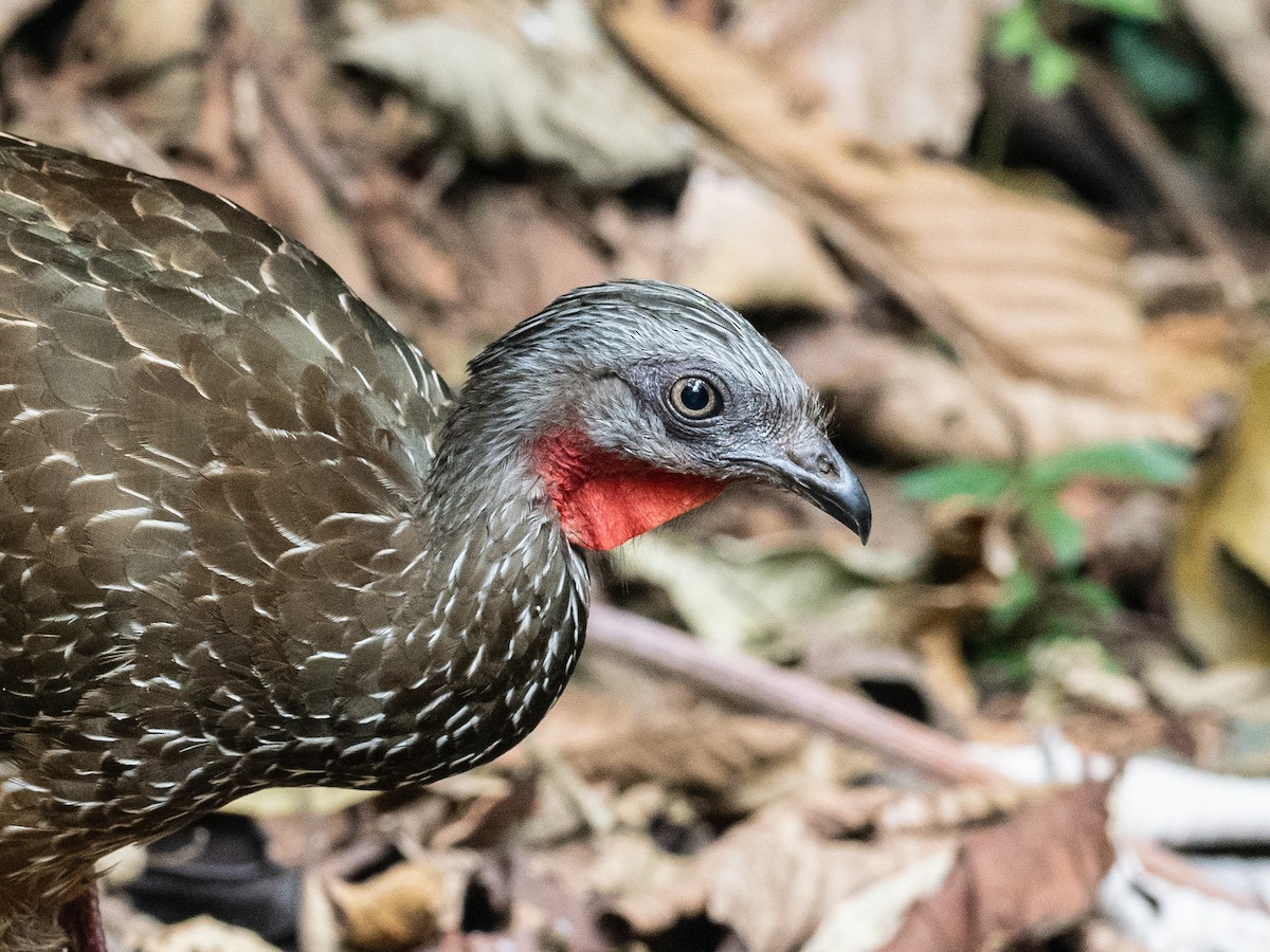 Band-tailed Guan - ML620709433