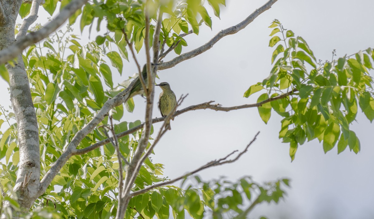 Türkisnaschvogel - ML620709434