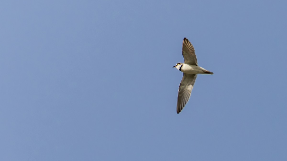 Little Ringed Plover - ML620709440