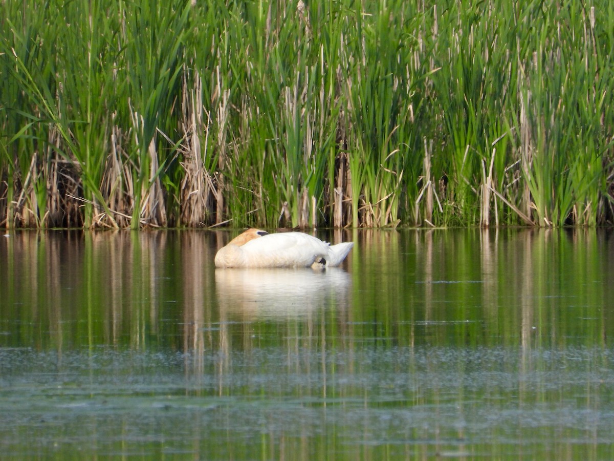 Trumpeter Swan - ML620709441