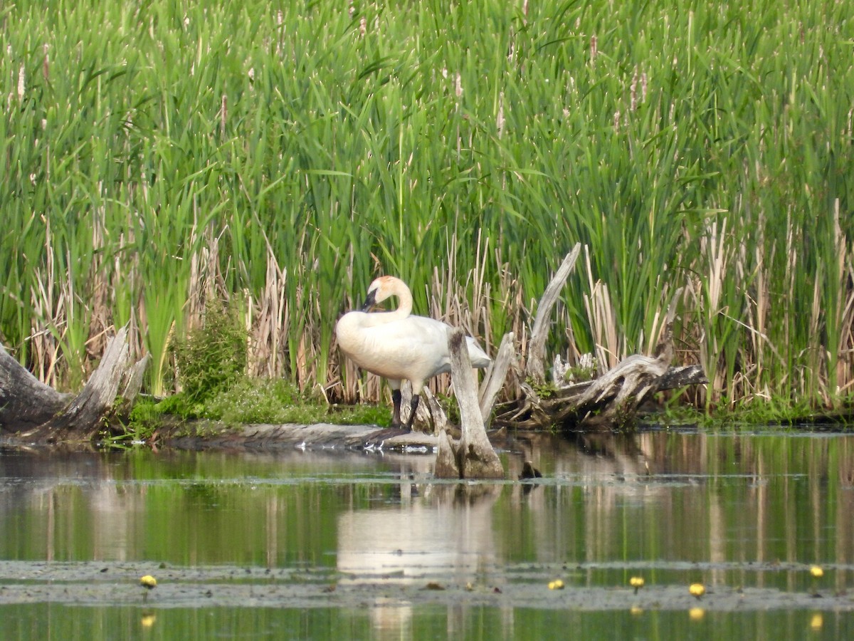 Trumpeter Swan - ML620709442