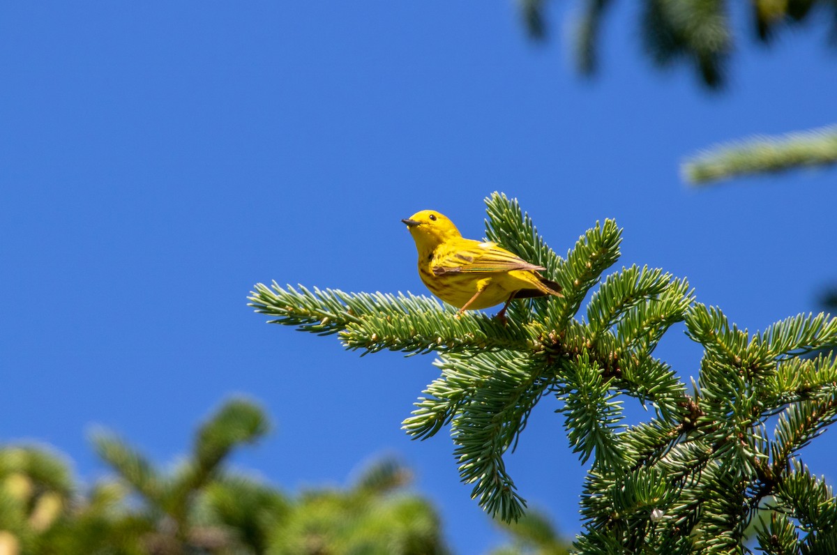 Paruline jaune - ML620709443