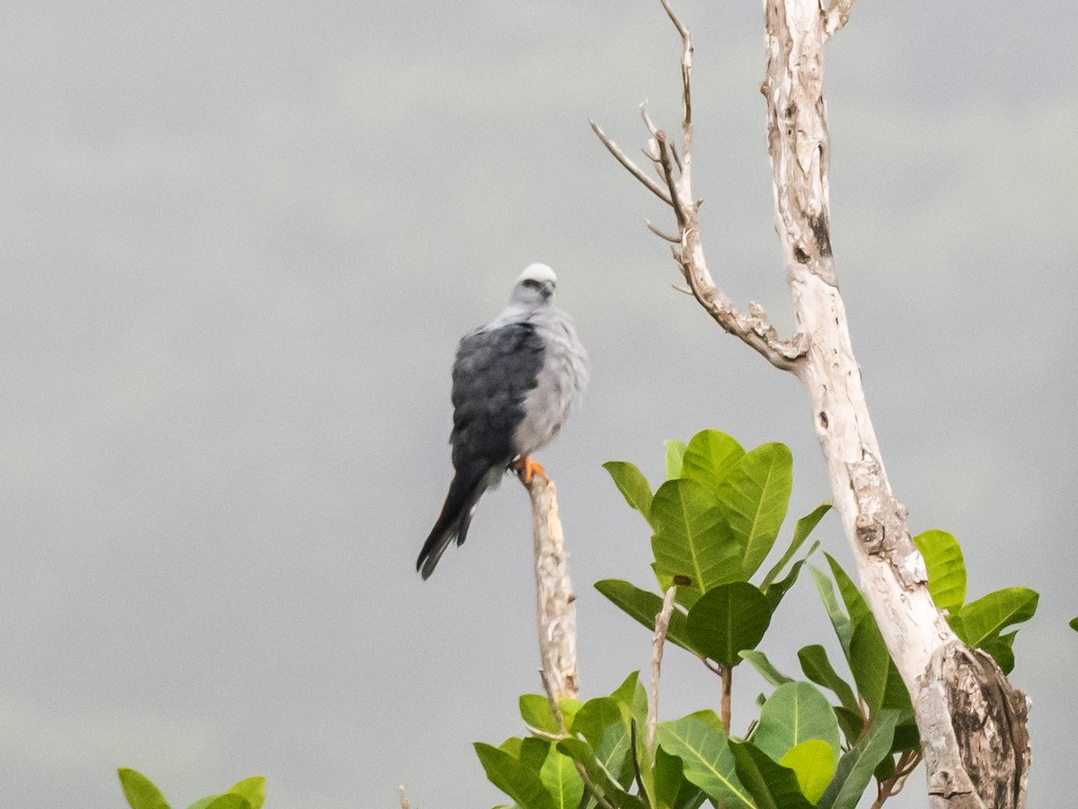 Plumbeous Kite - ML620709448