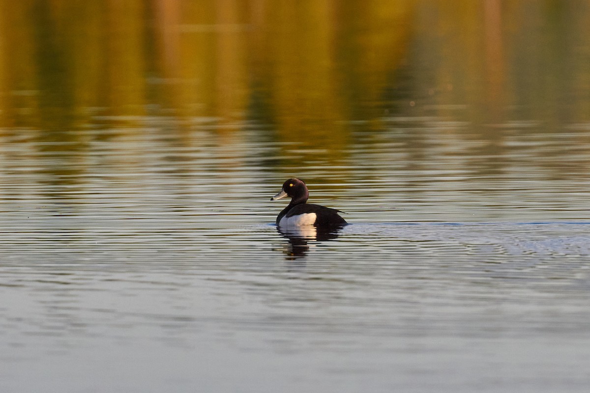 鳳頭潛鴨 - ML620709450