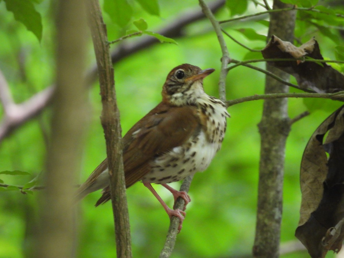 Wood Thrush - ML620709452