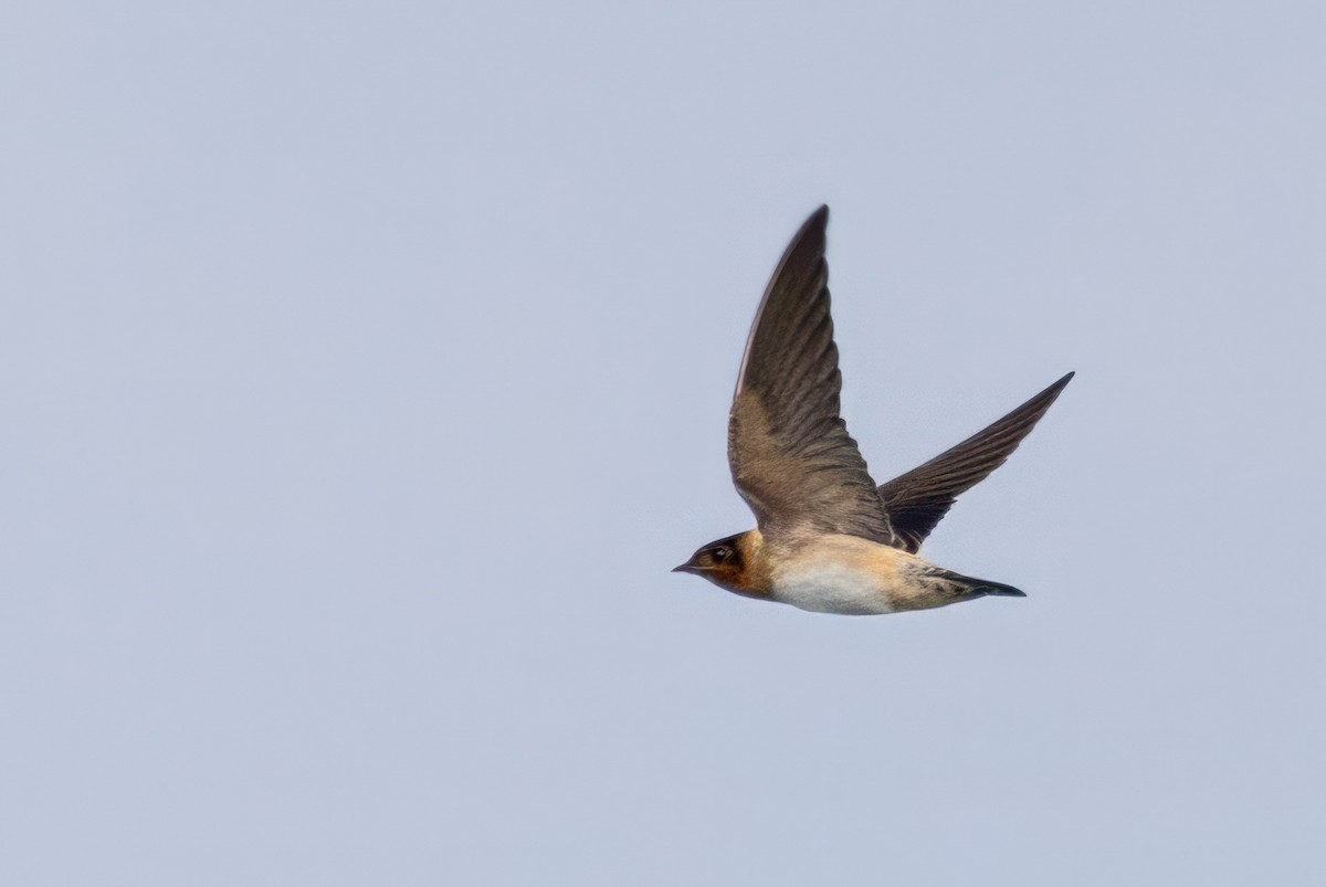 Barn Swallow - ML620709453