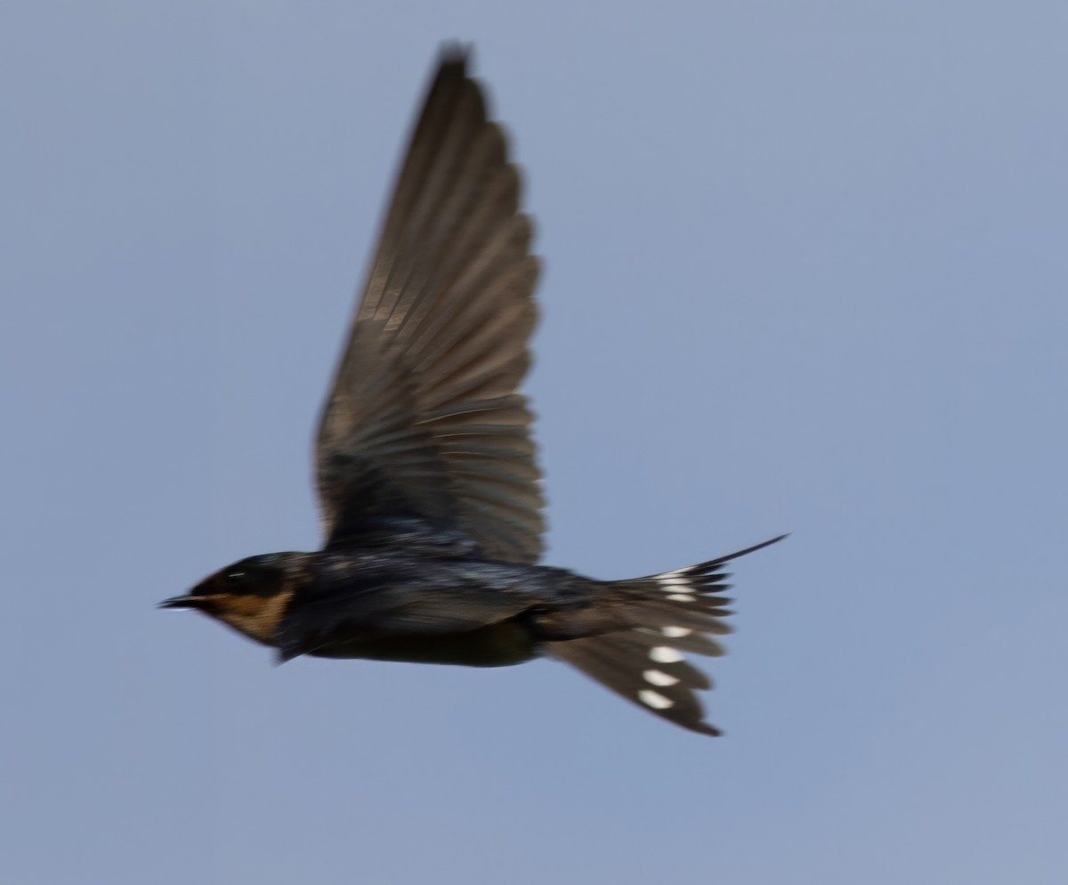 Barn Swallow - ML620709455