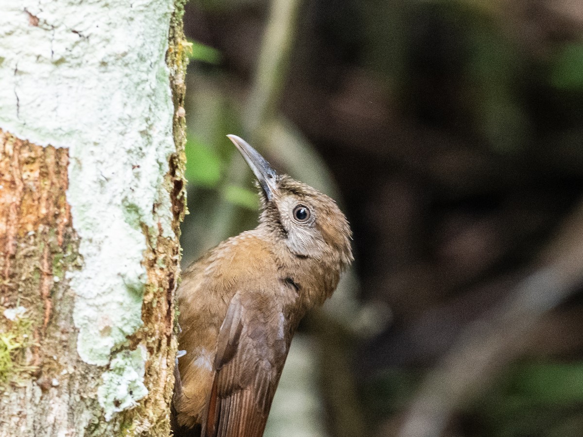 Plain-brown Woodcreeper - ML620709456