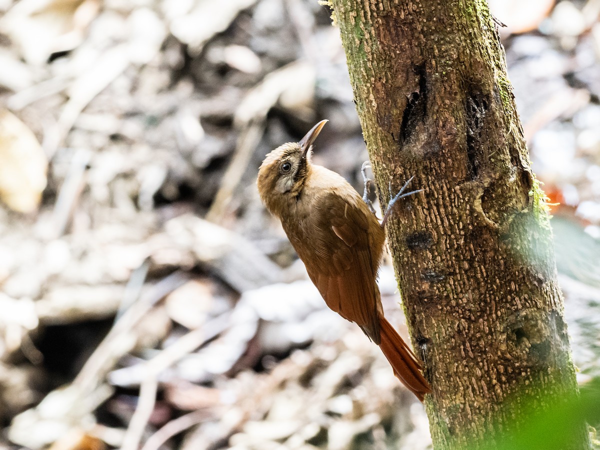 Plain-brown Woodcreeper - ML620709459