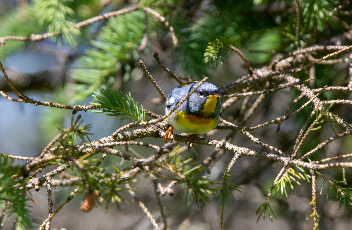 Northern Parula - ML620709461