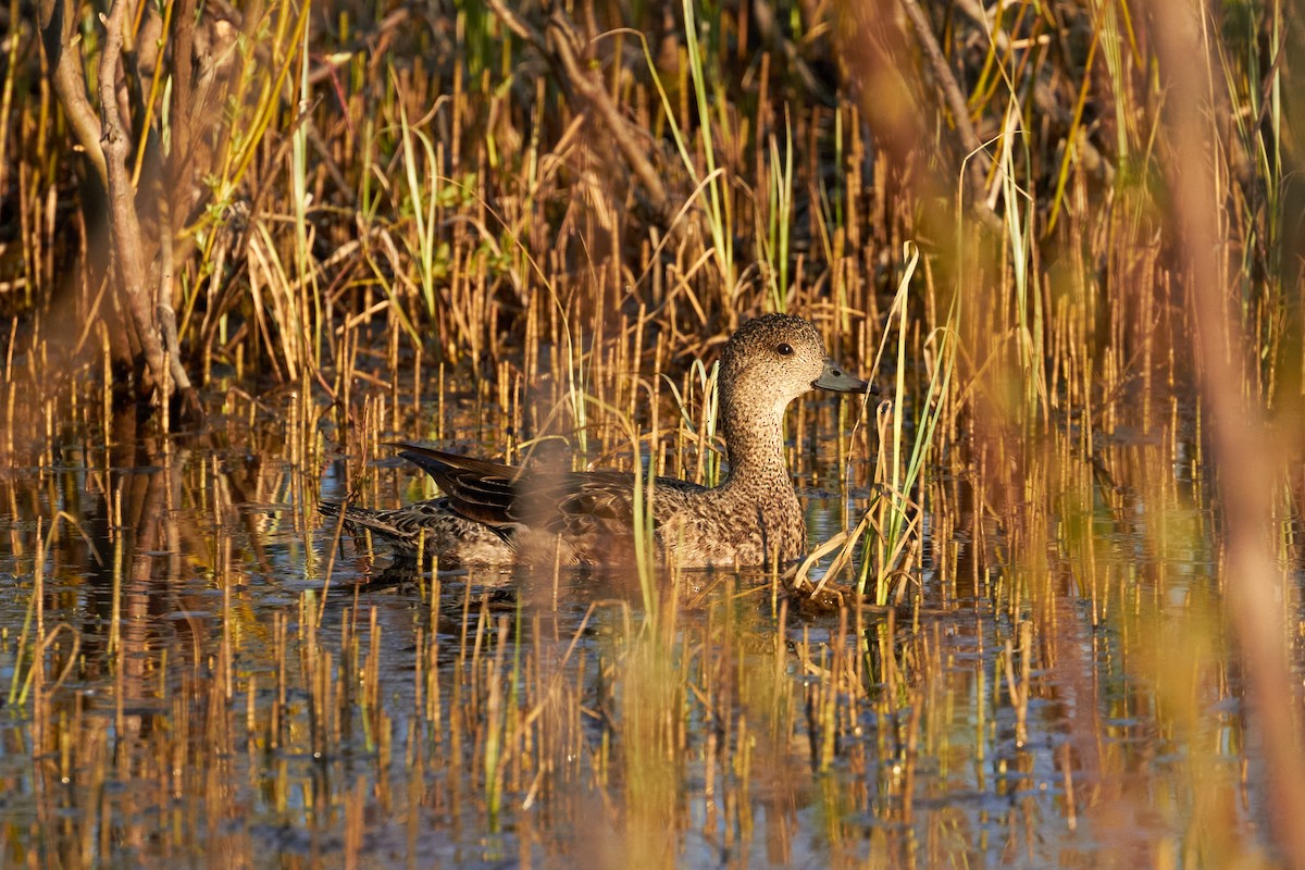 Eurasian Wigeon - ML620709462