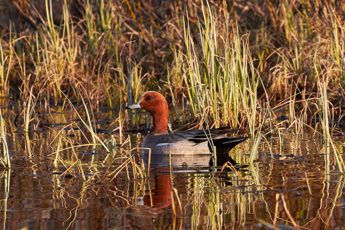 Eurasian Wigeon - ML620709463