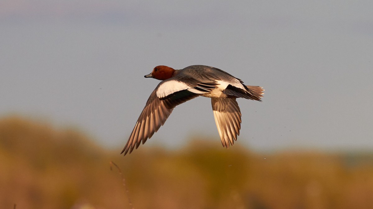 Eurasian Wigeon - ML620709464