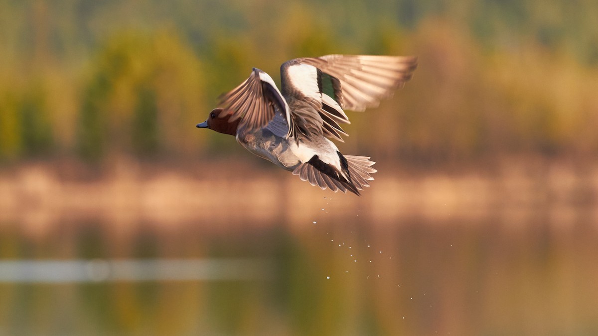 Eurasian Wigeon - ML620709466