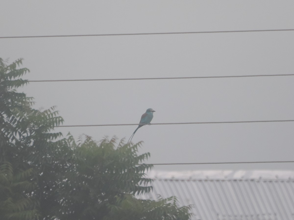 Abyssinian Roller - ML620709467