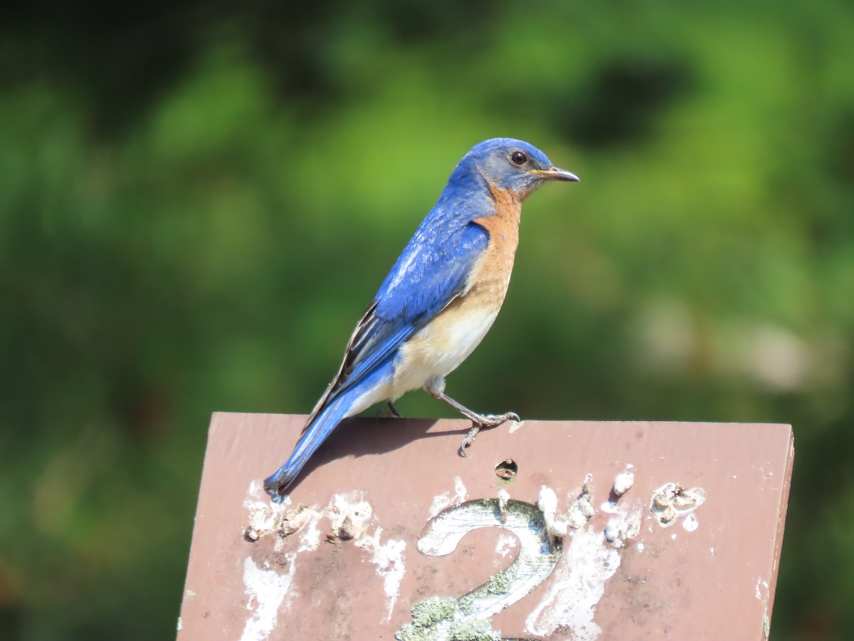 Eastern Bluebird - ML620709468