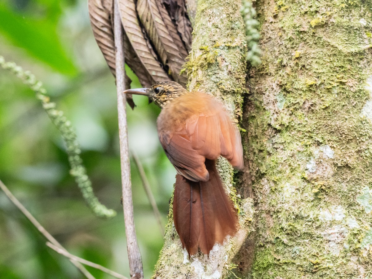 Black-banded Woodcreeper - ML620709469