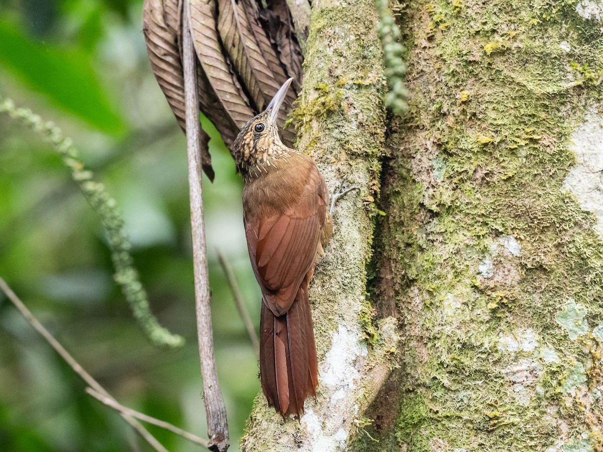 Black-banded Woodcreeper - ML620709470