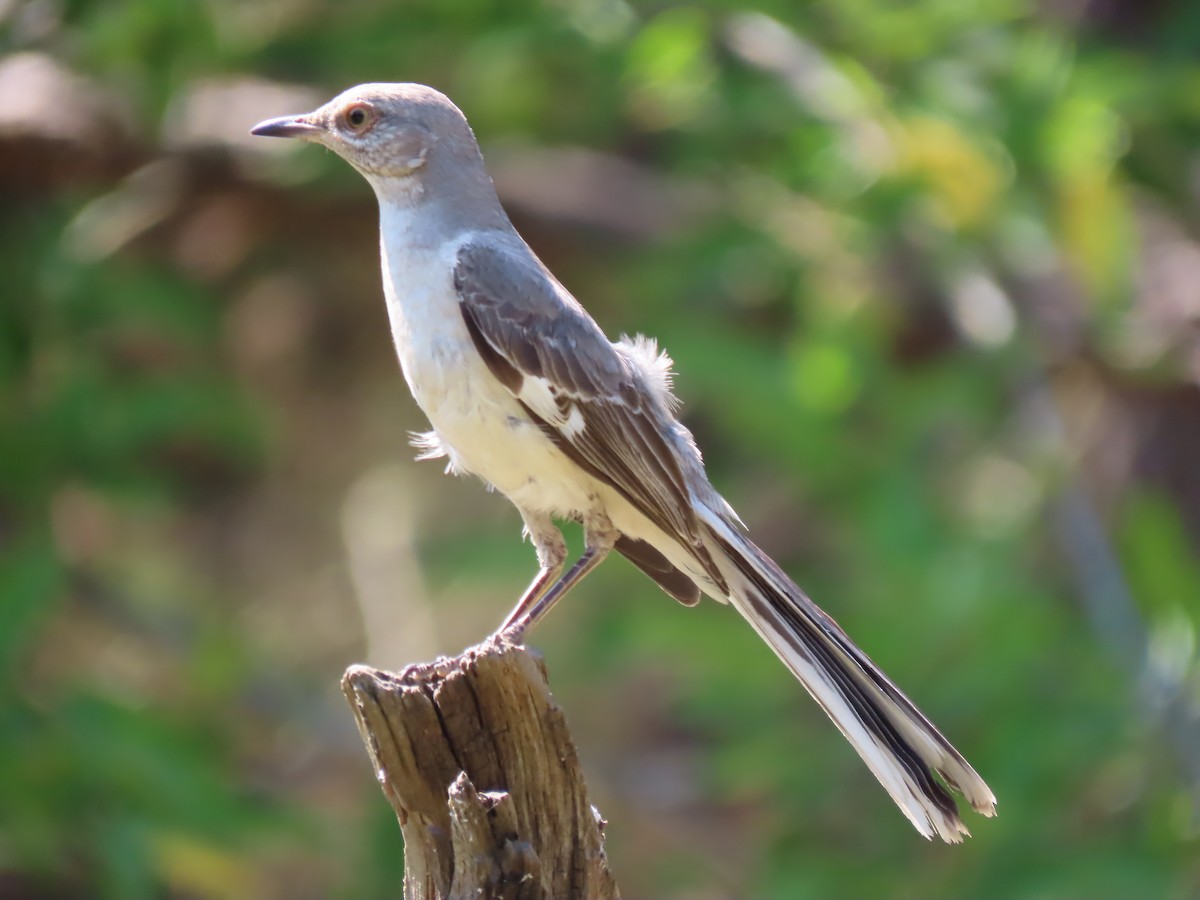 Northern Mockingbird - ML620709485