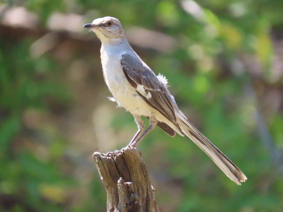 Northern Mockingbird - Terryl  Tindall