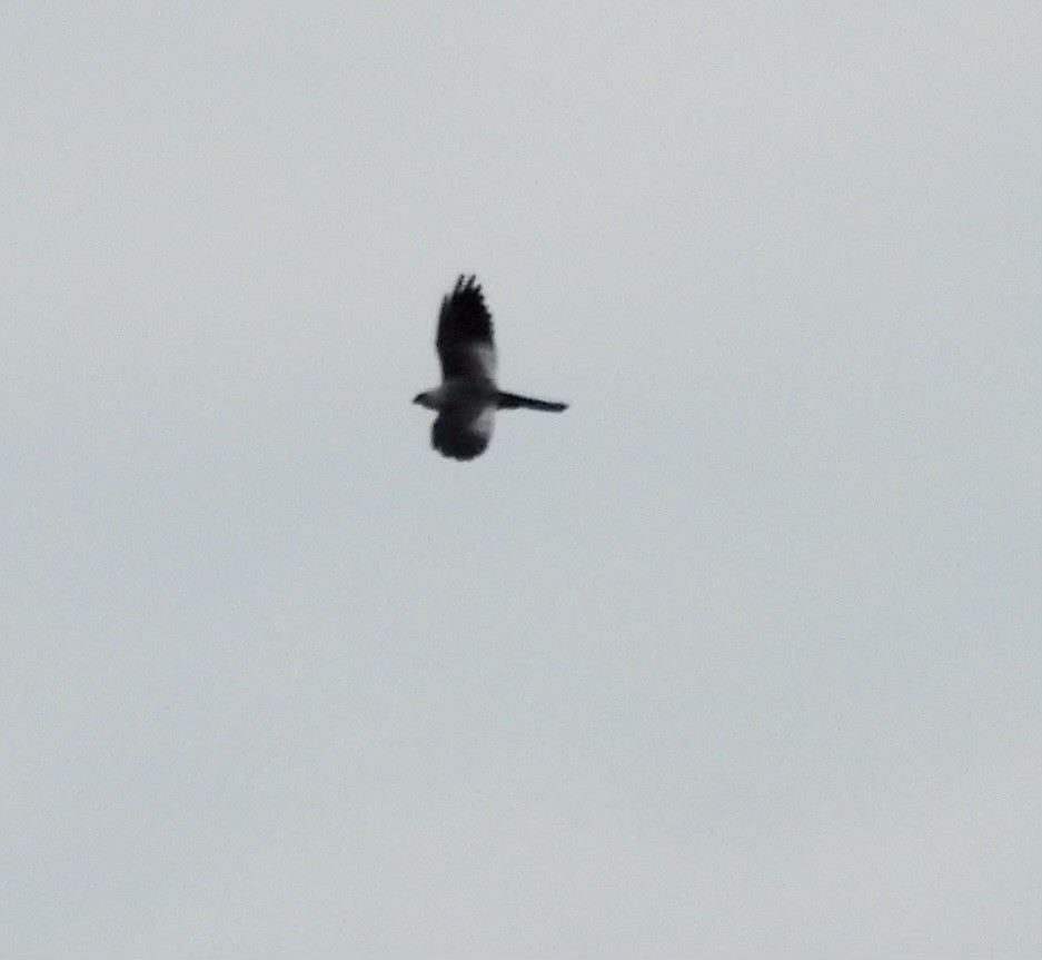 Mississippi Kite - ML620709497