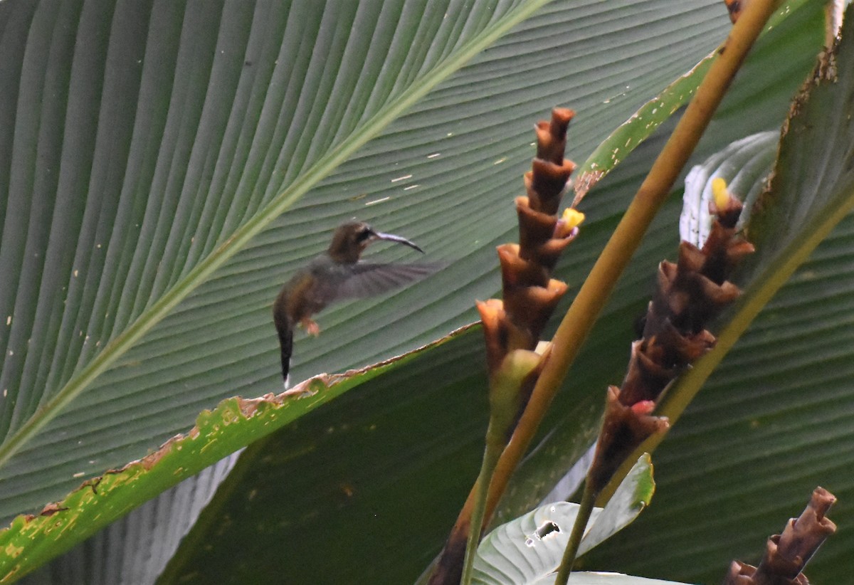 Stripe-throated Hermit - ML620709508