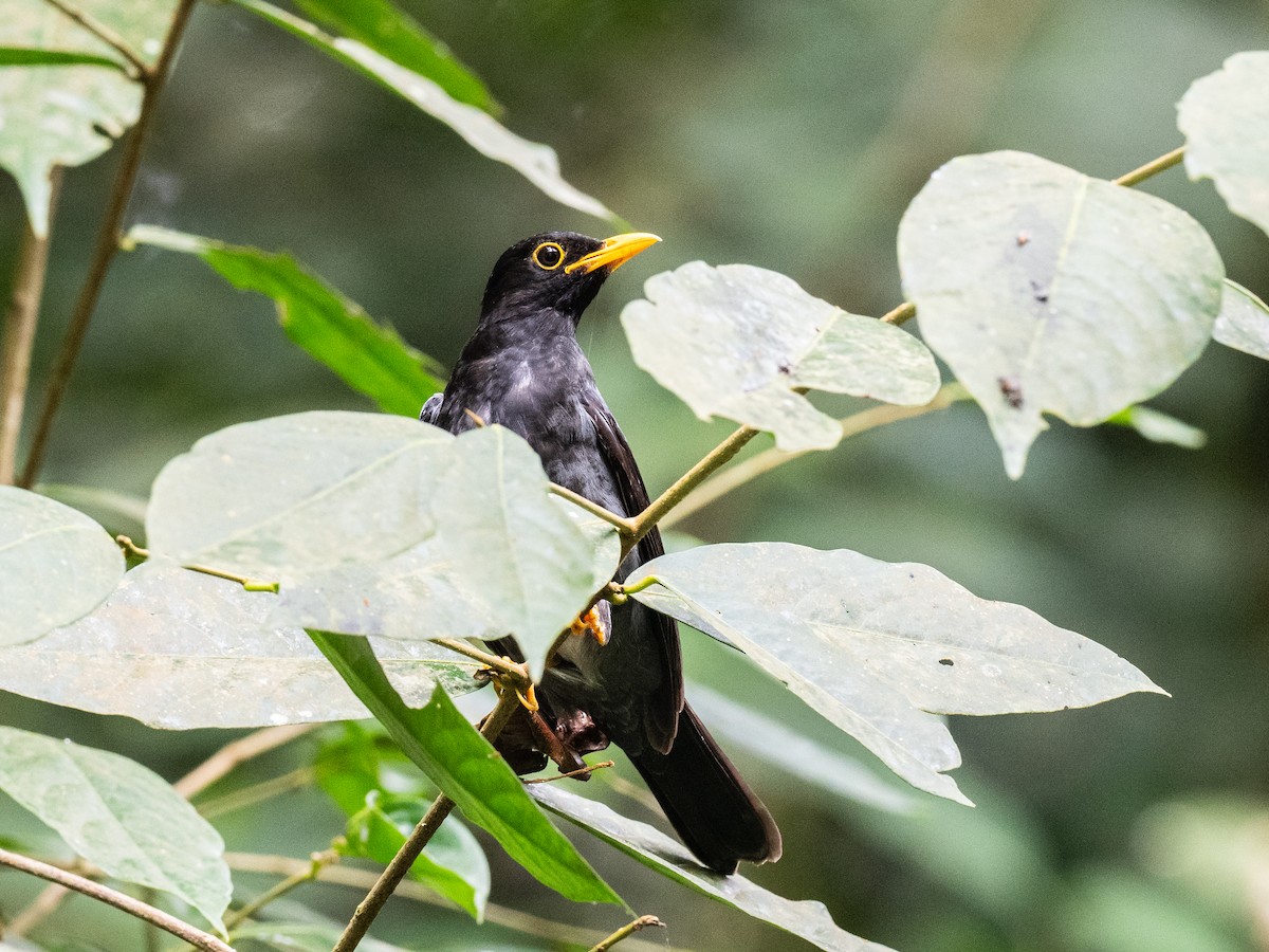 Yellow-legged Thrush - ML620709509