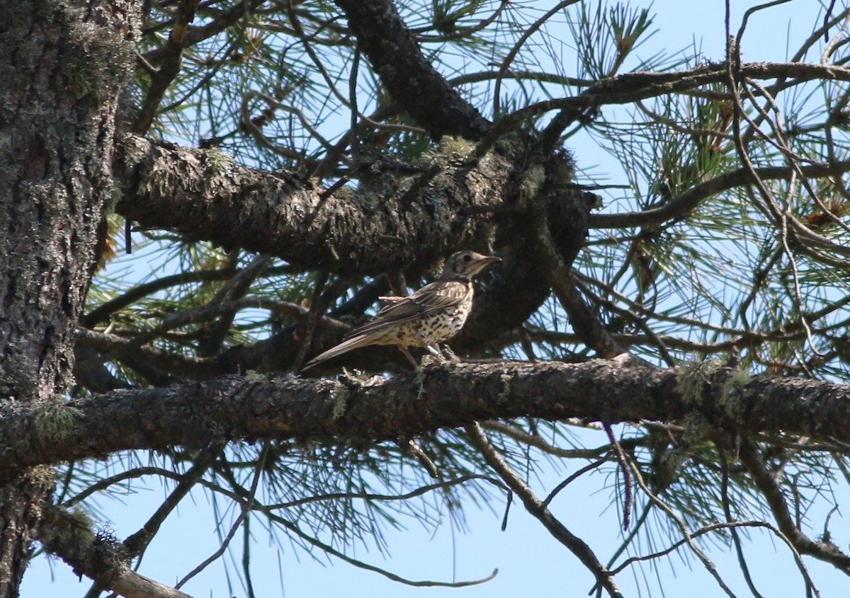 Mistle Thrush - Alexandre Hespanhol Leitão