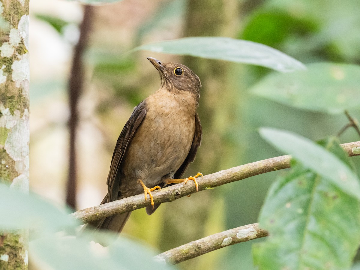 Yellow-legged Thrush - ML620709510