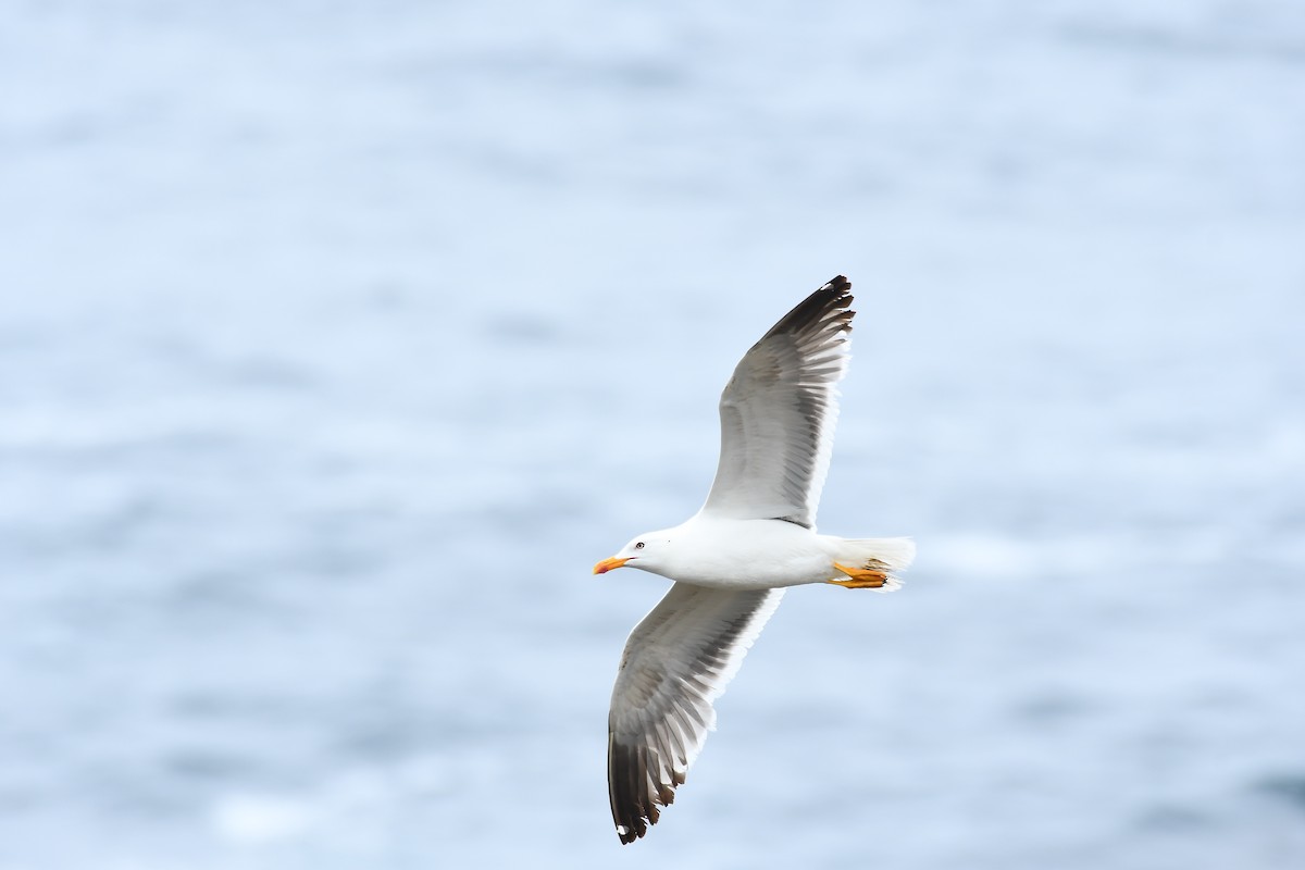 Gaviota Sombría - ML620709511