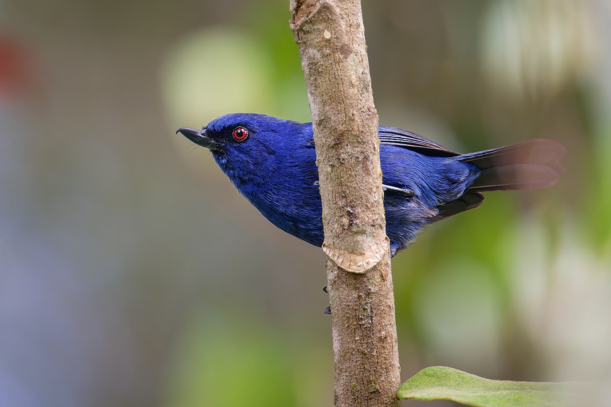 Indigo Flowerpiercer - ML620709515