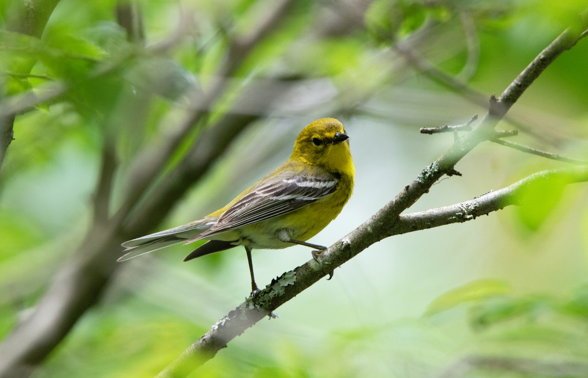 Pine Warbler - ML620709516