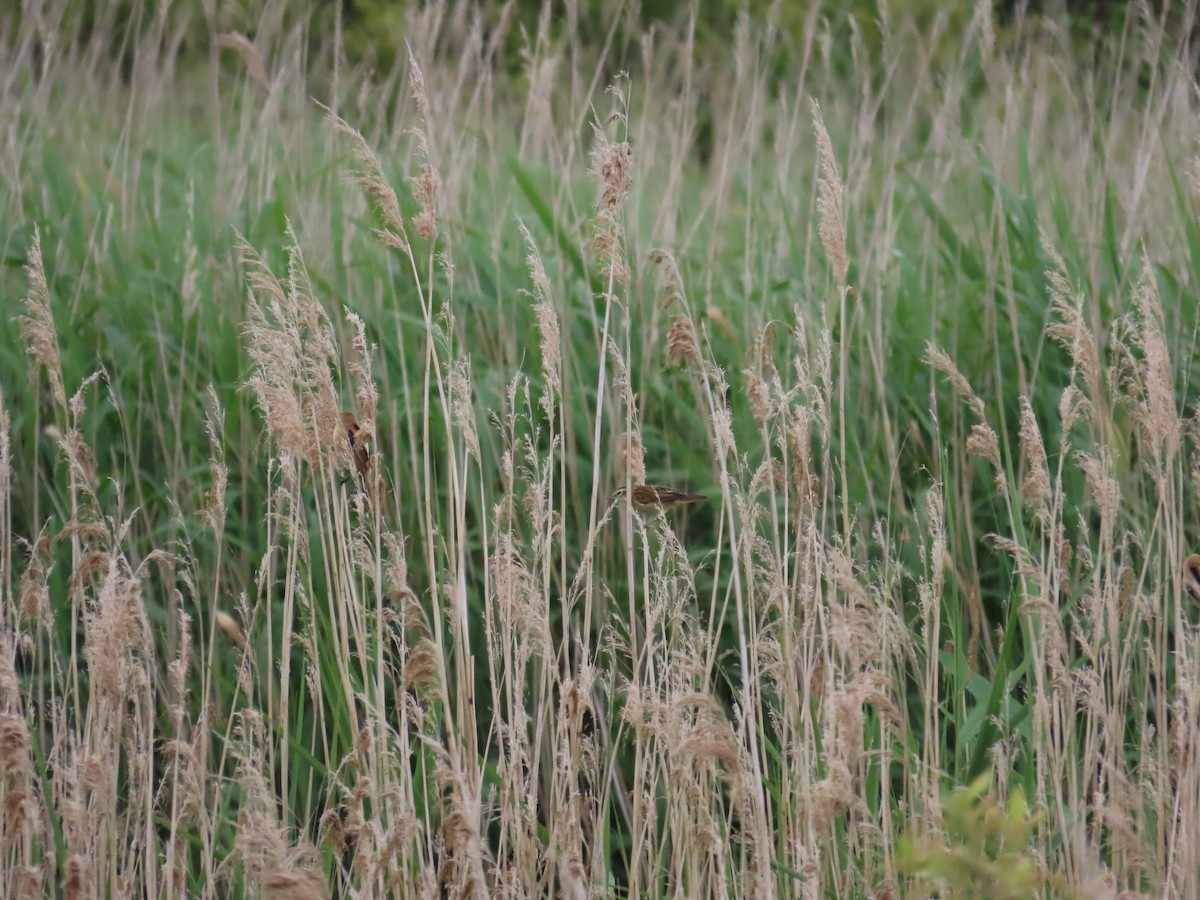 Sedge Warbler - ML620709517