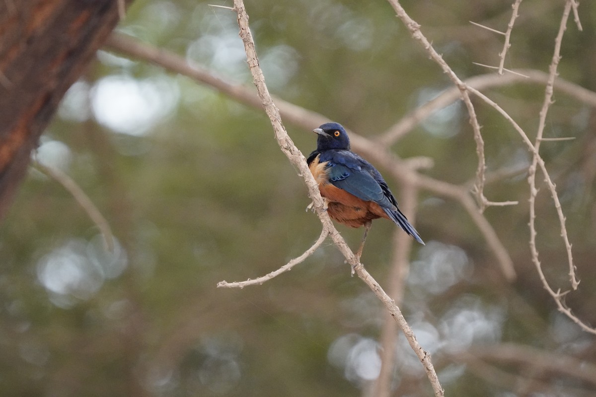 Hildebrandt's Starling - ML620709520