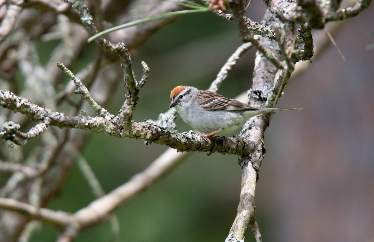 Chipping Sparrow - ML620709522