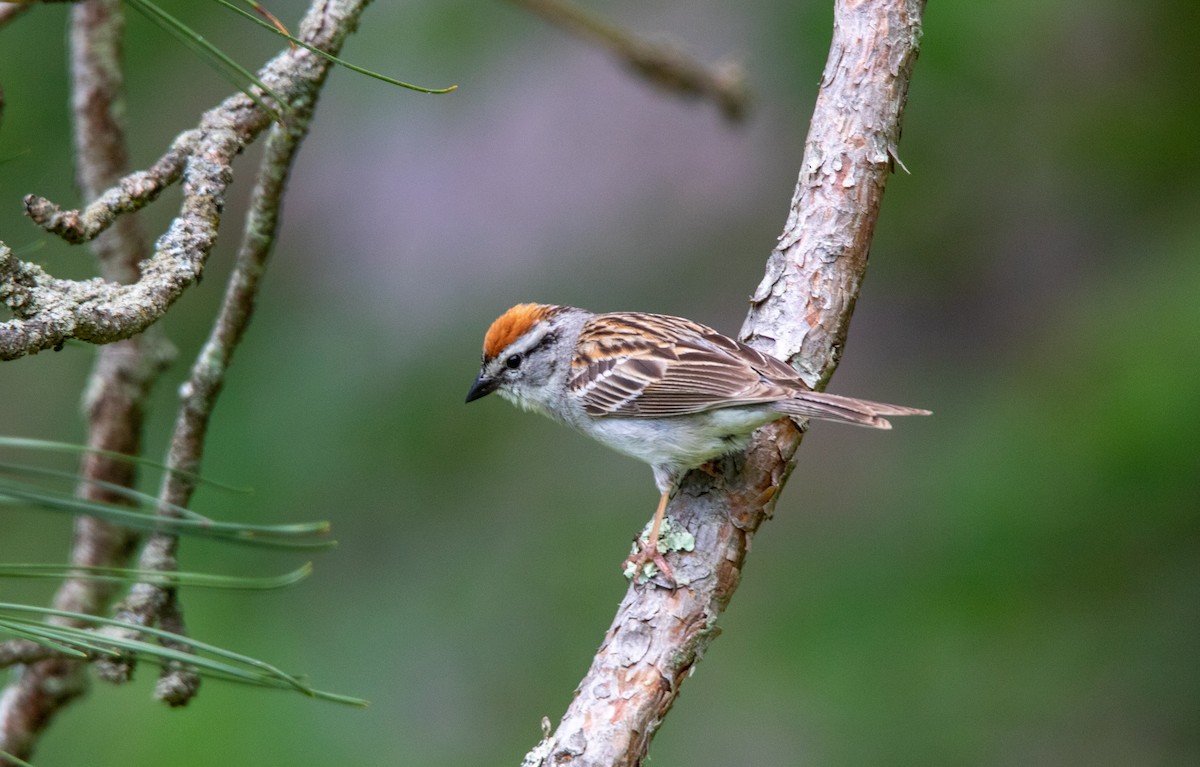 Chipping Sparrow - ML620709523