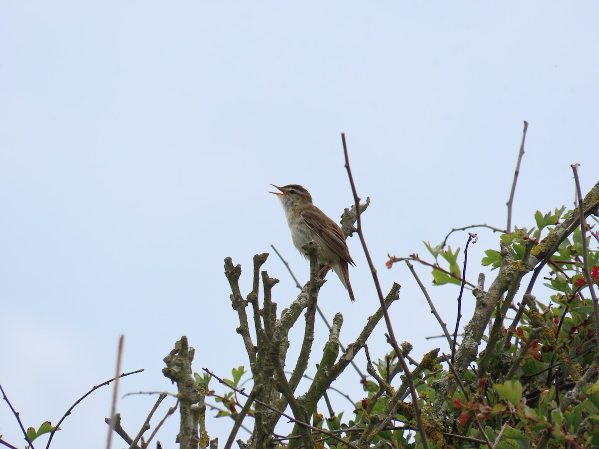 Sedge Warbler - ML620709524