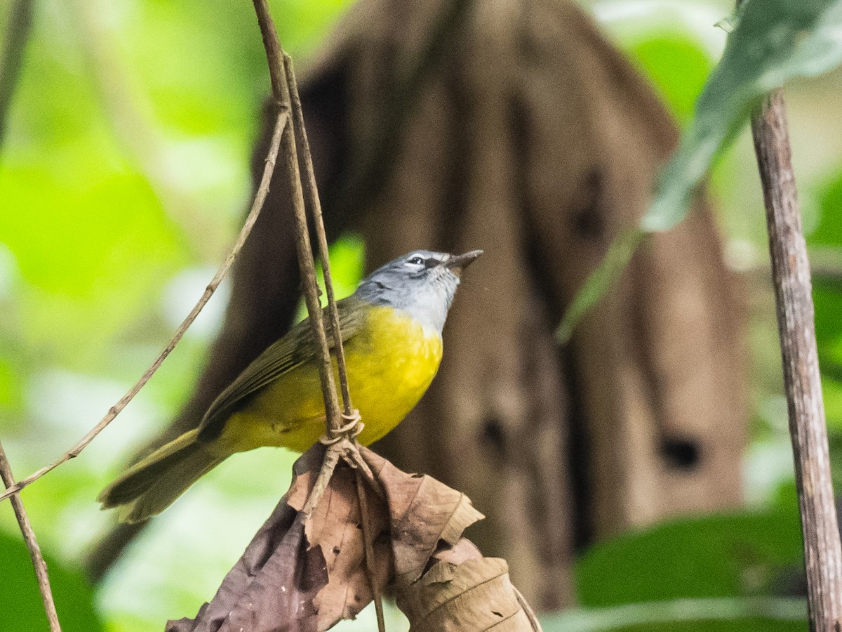 White-lored Warbler - ML620709526