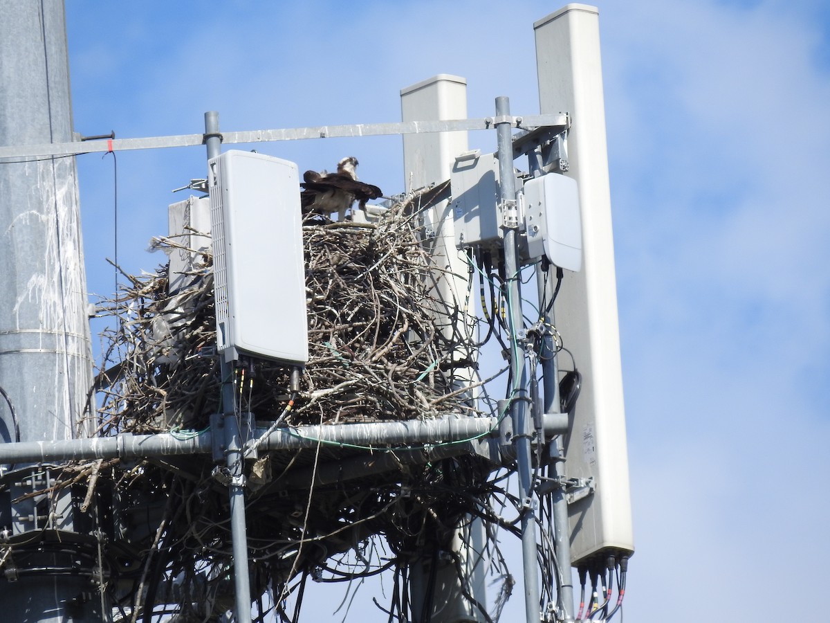 Osprey (carolinensis) - ML620709528