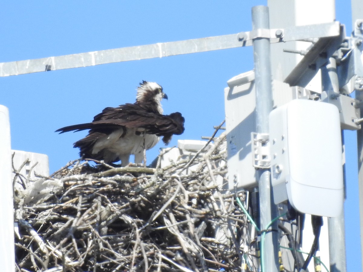 Águila Pescadora (carolinensis) - ML620709529