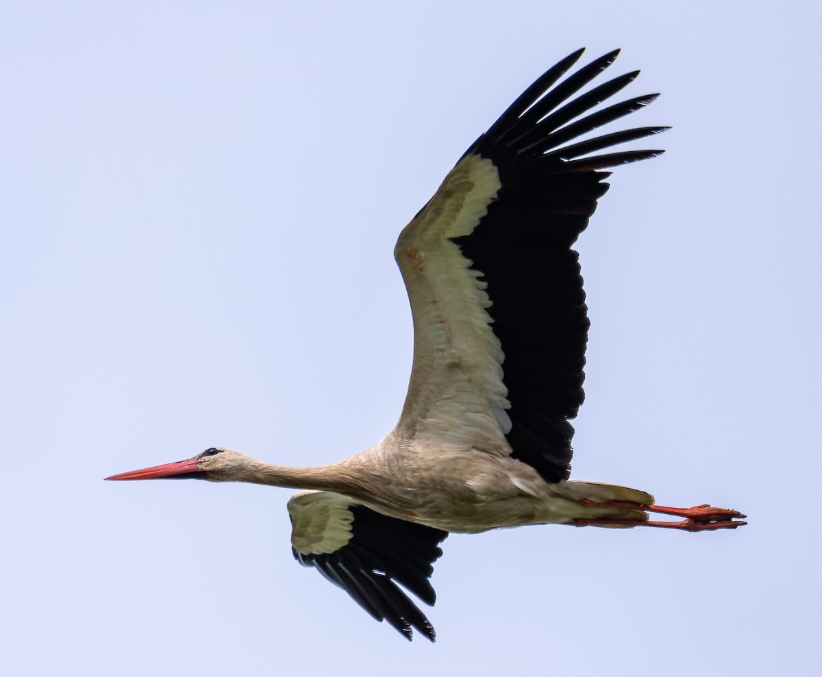 White Stork - Alexander Naumov