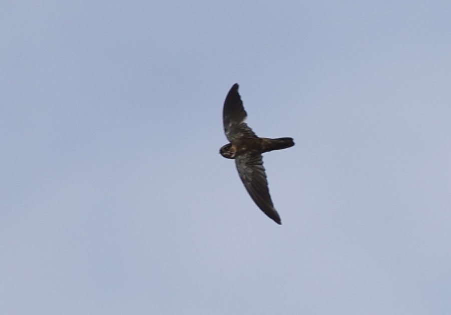 Seychelles Swiftlet - ML620709531