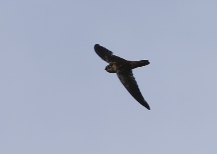 Seychelles Swiftlet - ML620709532