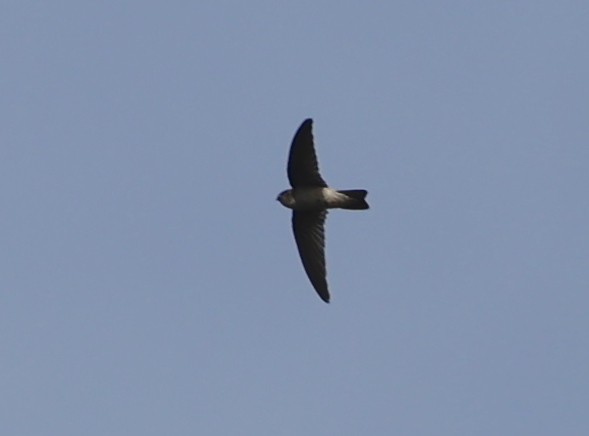 Seychelles Swiftlet - ML620709533