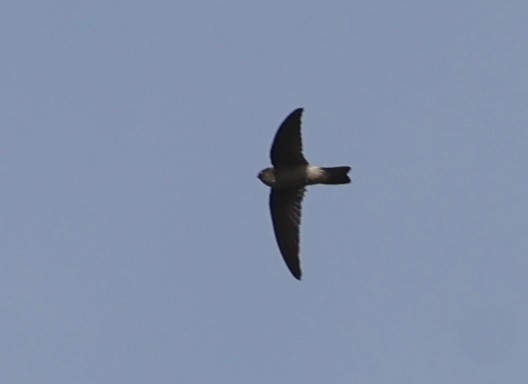 Seychelles Swiftlet - ML620709534