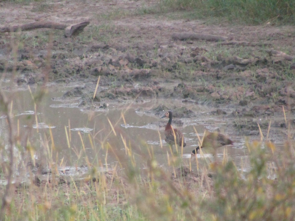 White-faced Whistling-Duck - ML620709537