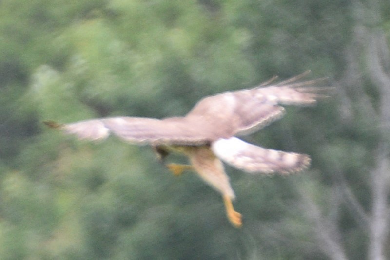 Northern Harrier - ML620709540