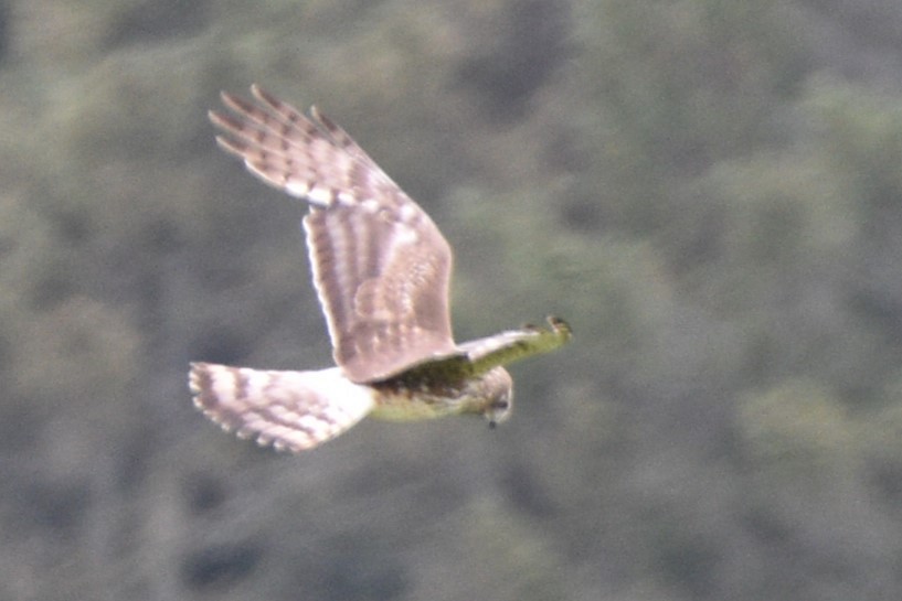 Northern Harrier - ML620709541