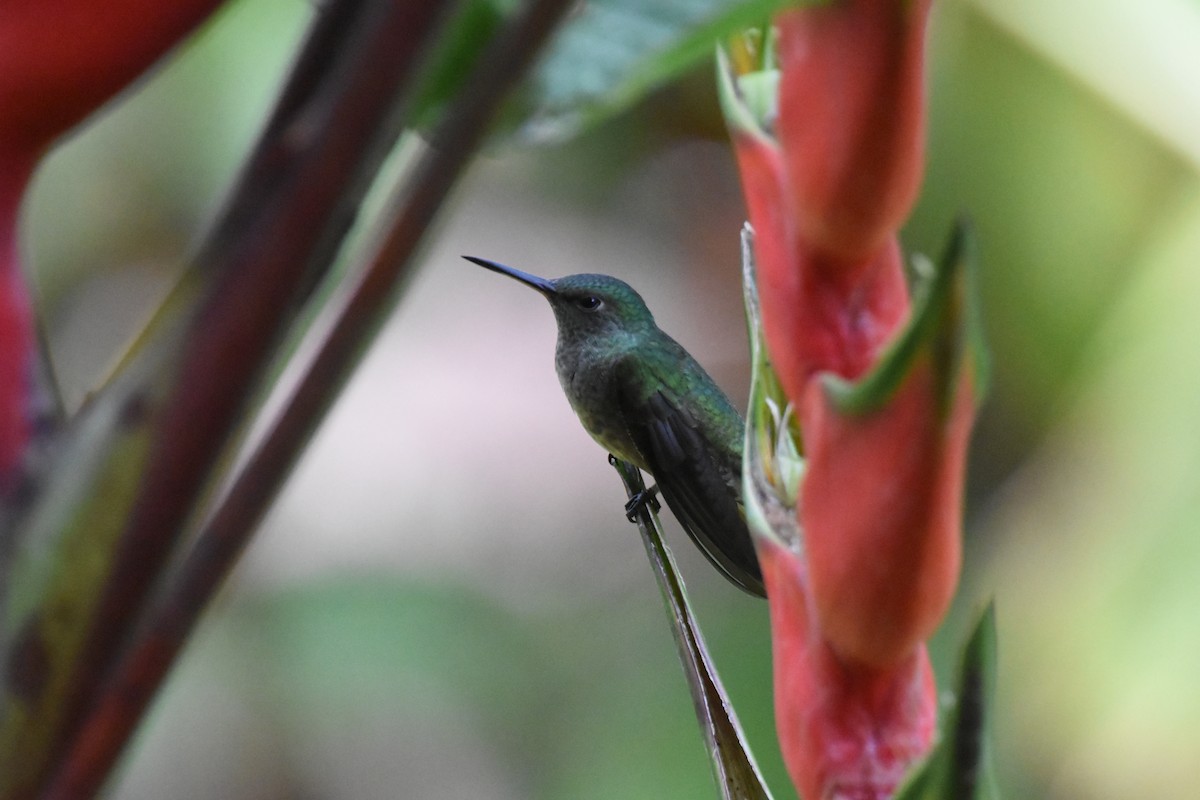 Scaly-breasted Hummingbird - ML620709542